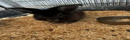 Mixed Breed rabbits for sale: 2 beautiful rabbits - Advert 1