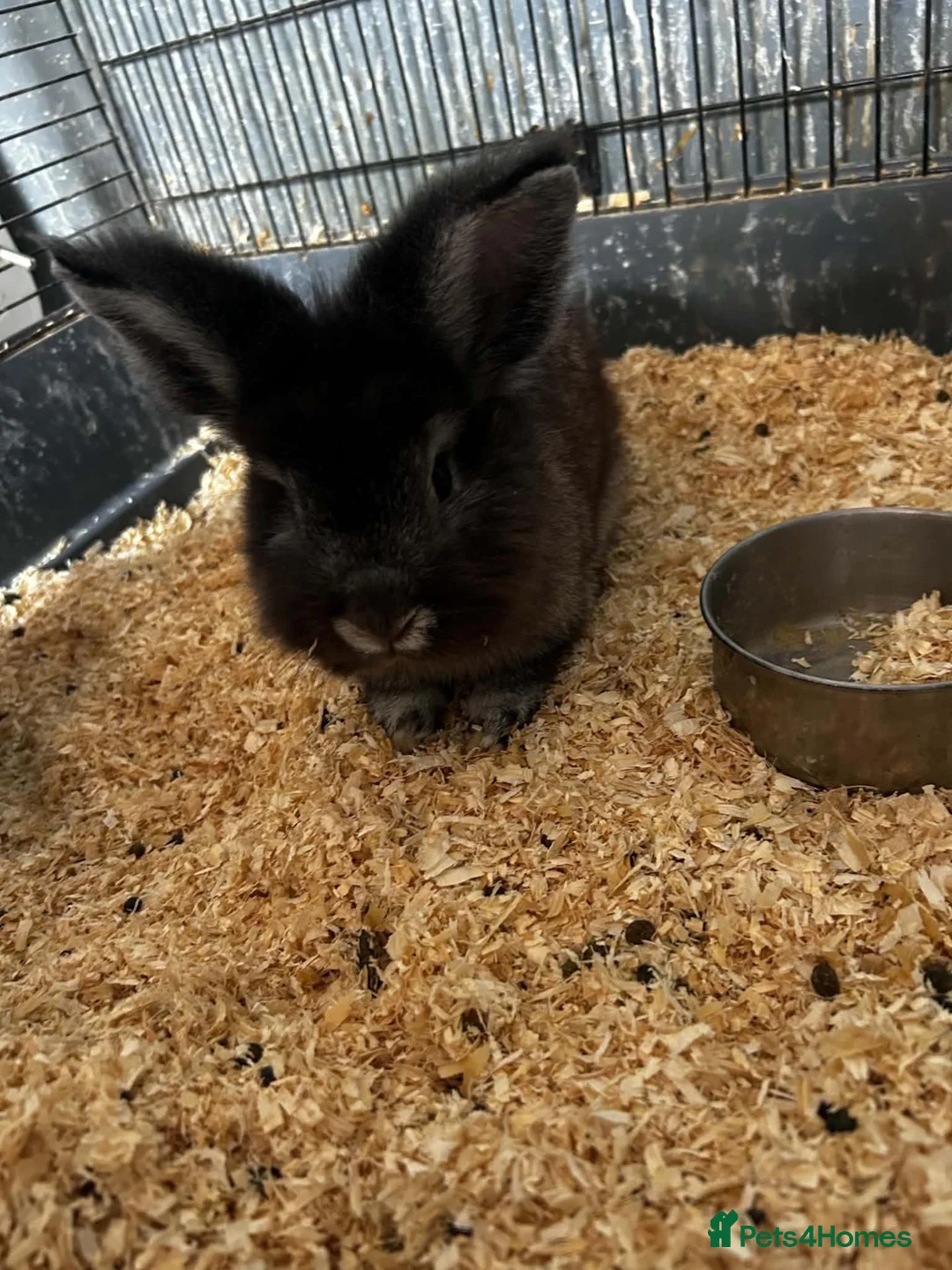Mixed Breed rabbits for sale: 2 beautiful rabbits - Advert 1