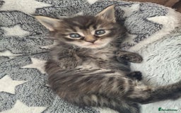 Maine Coon cats for sale: 💫Stunning Maine Coon Kittens 💫 - Image 9