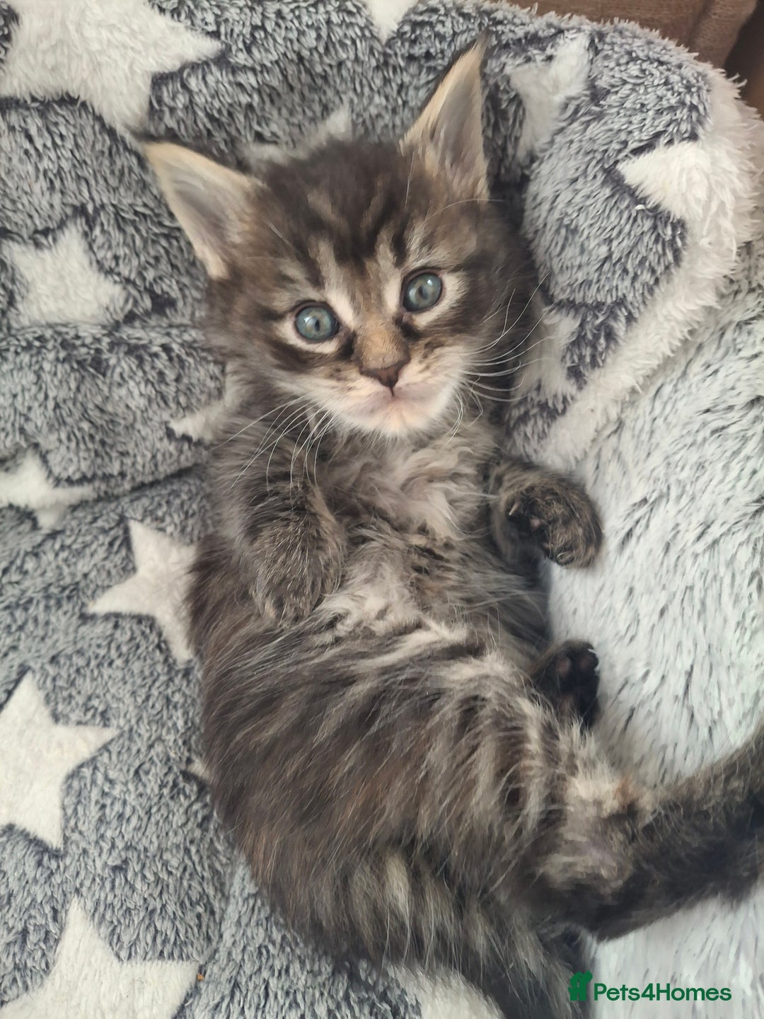 Maine Coon cats for sale: 💫Stunning Maine Coon Kittens 💫 - Image 9