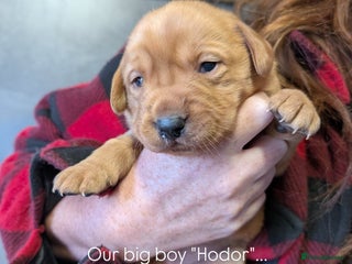 Labrador Retriever dogs Fab KC Fox Red Pups - 4* Higher Standard Breeder - Advert 11
