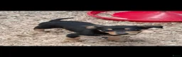 Australian Kelpie dogs for sale: Beautiful kelpie puppies for sale - Advert 17