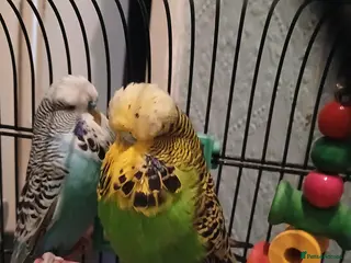 Budgerigars birds BUDGIES FOR SALE - Advert 2