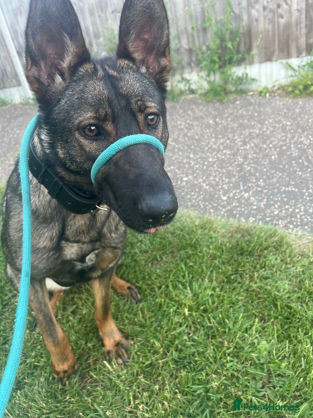 Mixed Breed dogs for sale: Dutch herder x German shepherd  - Image 4