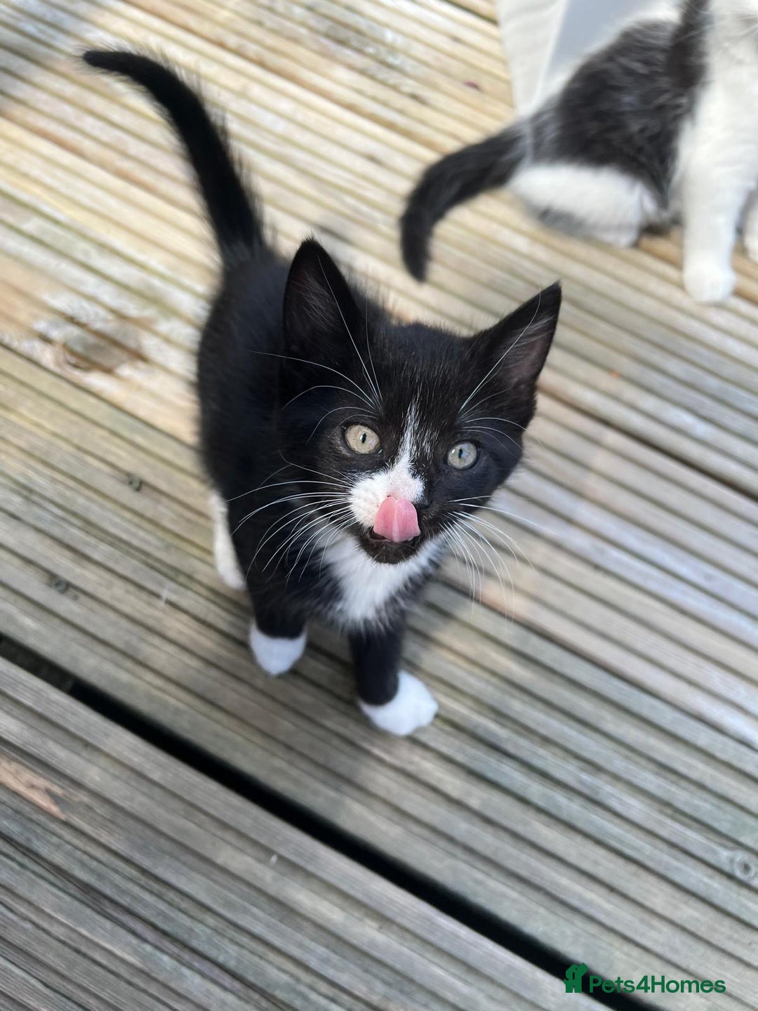 Mixed Breed cats for sale: Lovely Kitten for sale only 50£  - Image 3