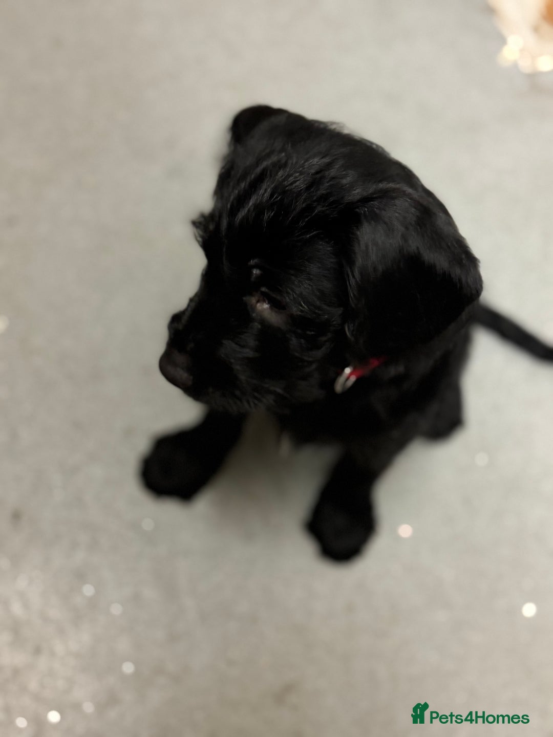 Mixed Breed dogs for sale: Beautiful unique puppies last girl left  - Advert 16