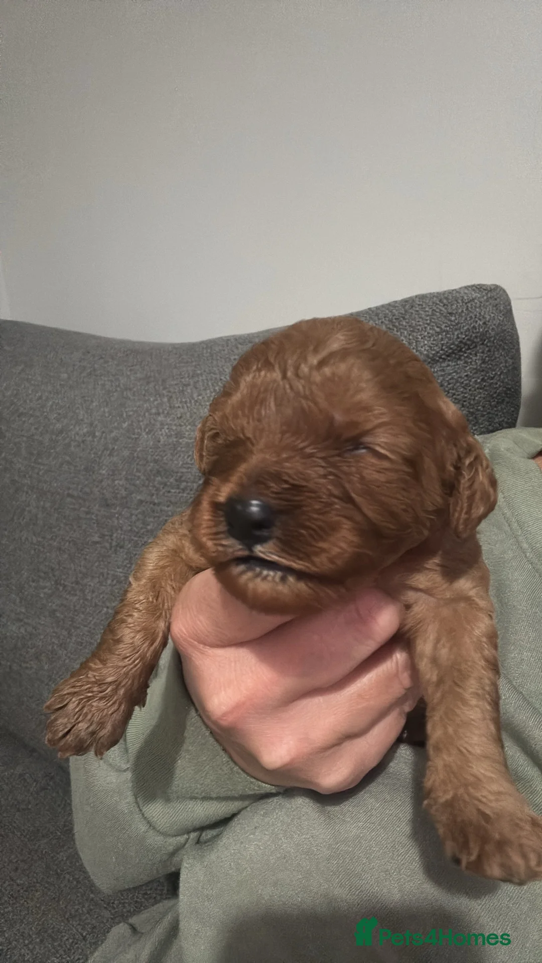 Mixed Breed dogs for sale: Cavapoochon - Advert 4