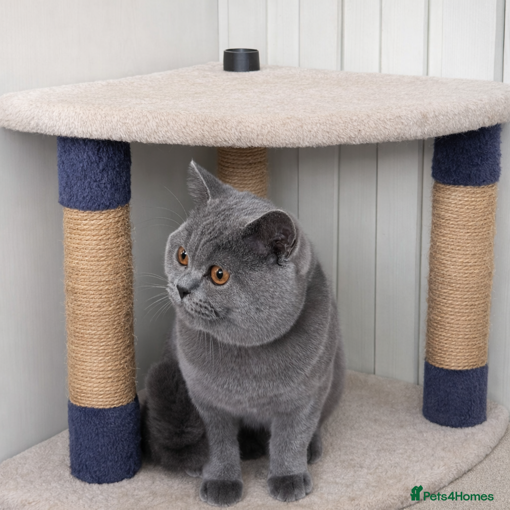 British Shorthair cats British Shorthair Stud Stunning Grey Male  - Advert 1