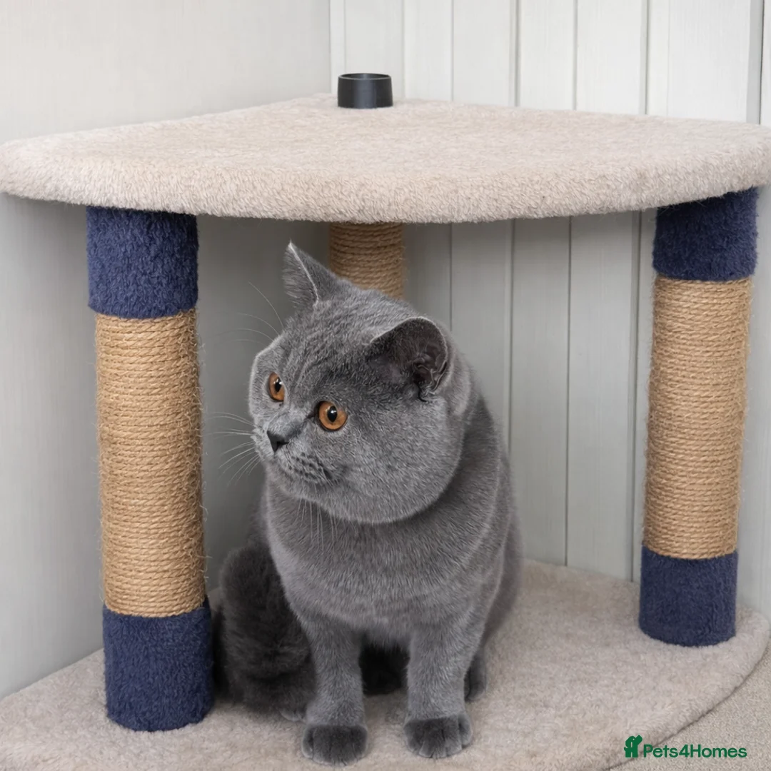 British Shorthair cats for stud: British Shorthair Stud Stunning Grey Male  - Advert 1