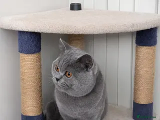 British Shorthair cats British Shorthair Stud Stunning Grey Male - Advert 1