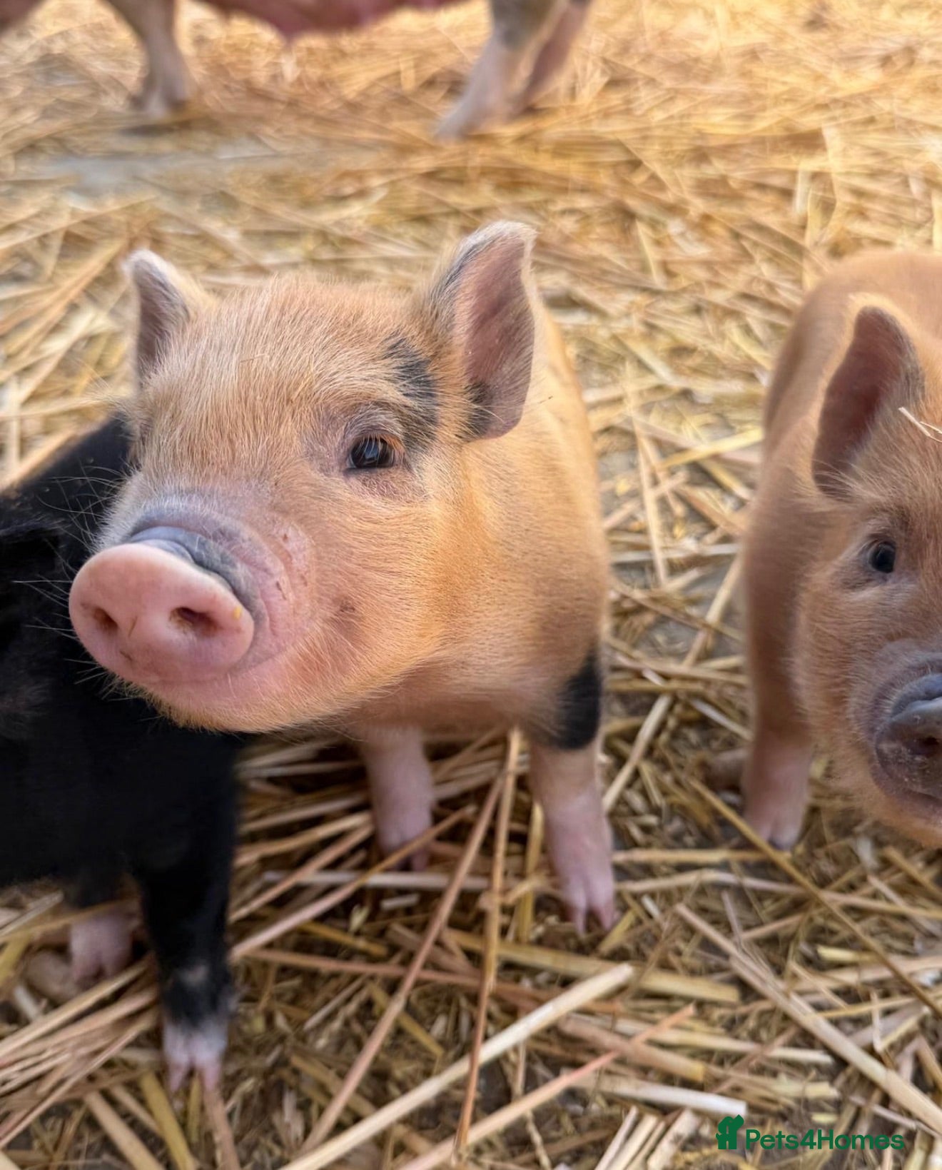 Pig livestock MINI PIGS - Advert 1