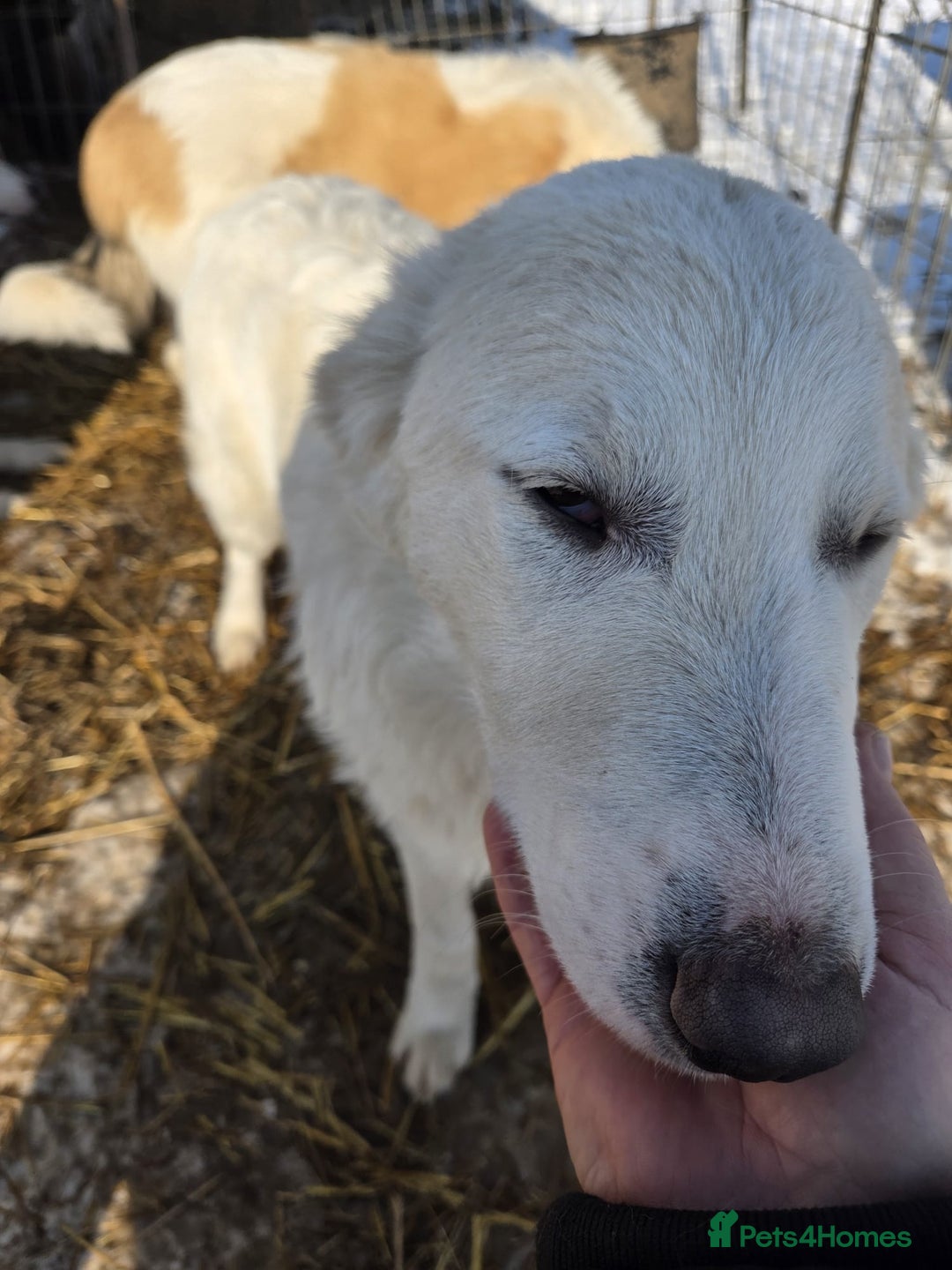 Mixed Breed dogs for adoption: 🐾 Meet BOBBY – Gentle Soul with a Quiet Heart🤍🐶 - Advert 3