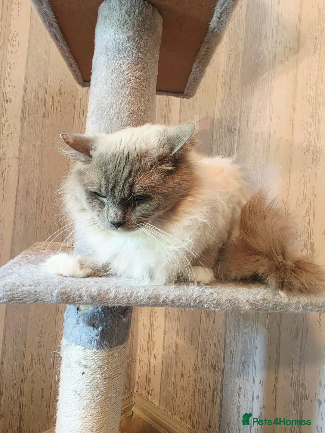 Ragdoll cats for sale: Gorgeous Male Ragdoll for sale  - Advert 6