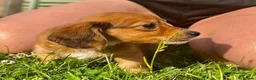 Miniature Dachshund dogs for sale: Red long hair miniature daschund puppies - Advert 5