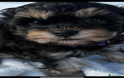 Cavapoo dogs for sale: REDUCED 🌟FEMALE F1B CAVAPOO  STUNNING PUPPY - Image 11
