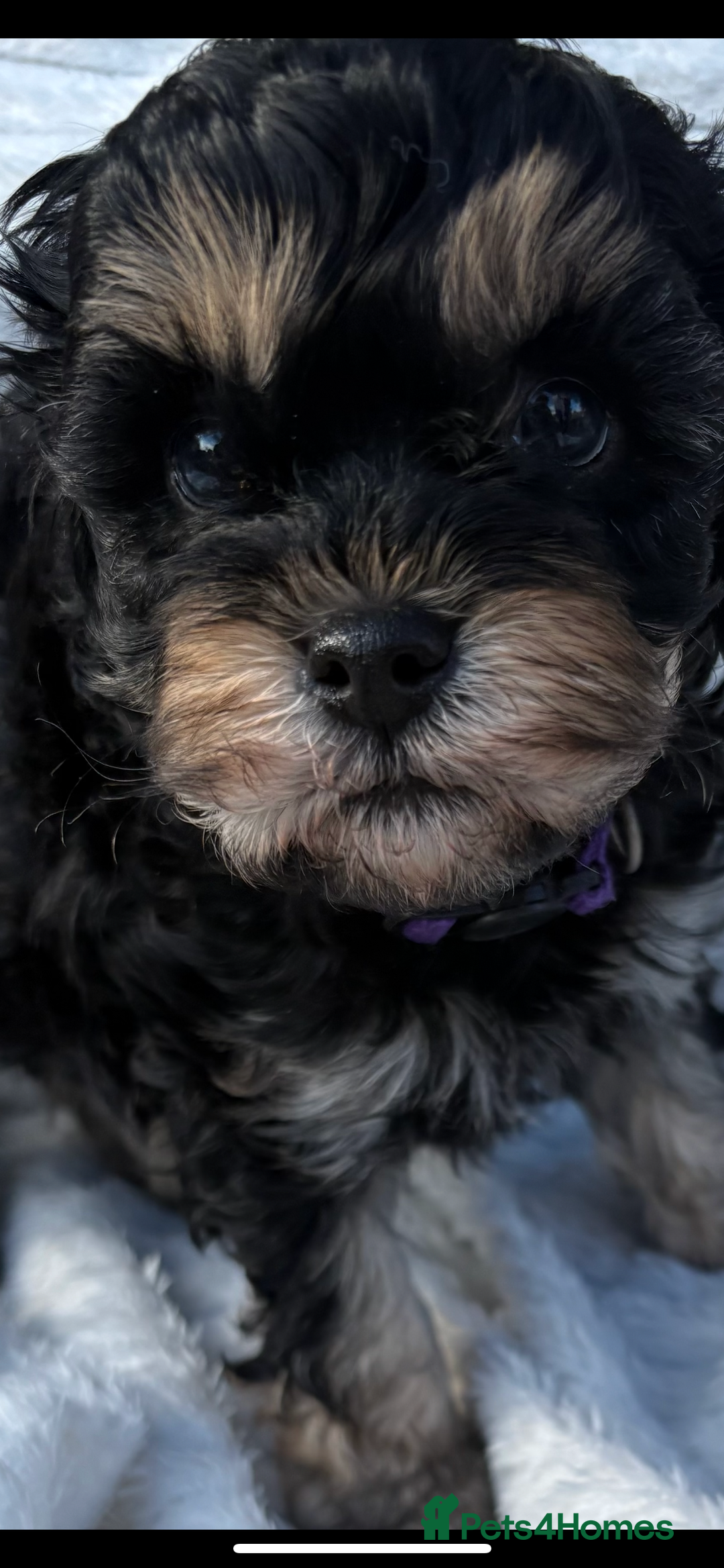Cavapoo dogs for sale: REDUCED 🌟FEMALE F1B CAVAPOO  STUNNING PUPPY - Image 11