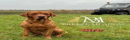 Labrador Retriever dogs for sale: Working gundog fieldtrial champions bloodline  - Advert 11