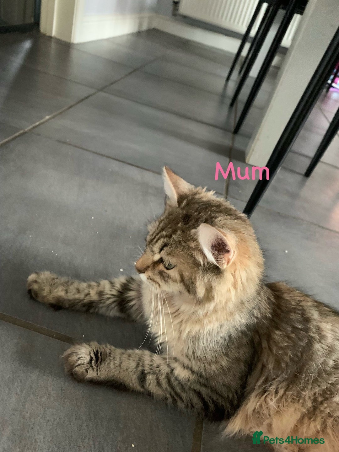 Siberian cats for sale: Siberian girl kittens ready for new home now - Image 32