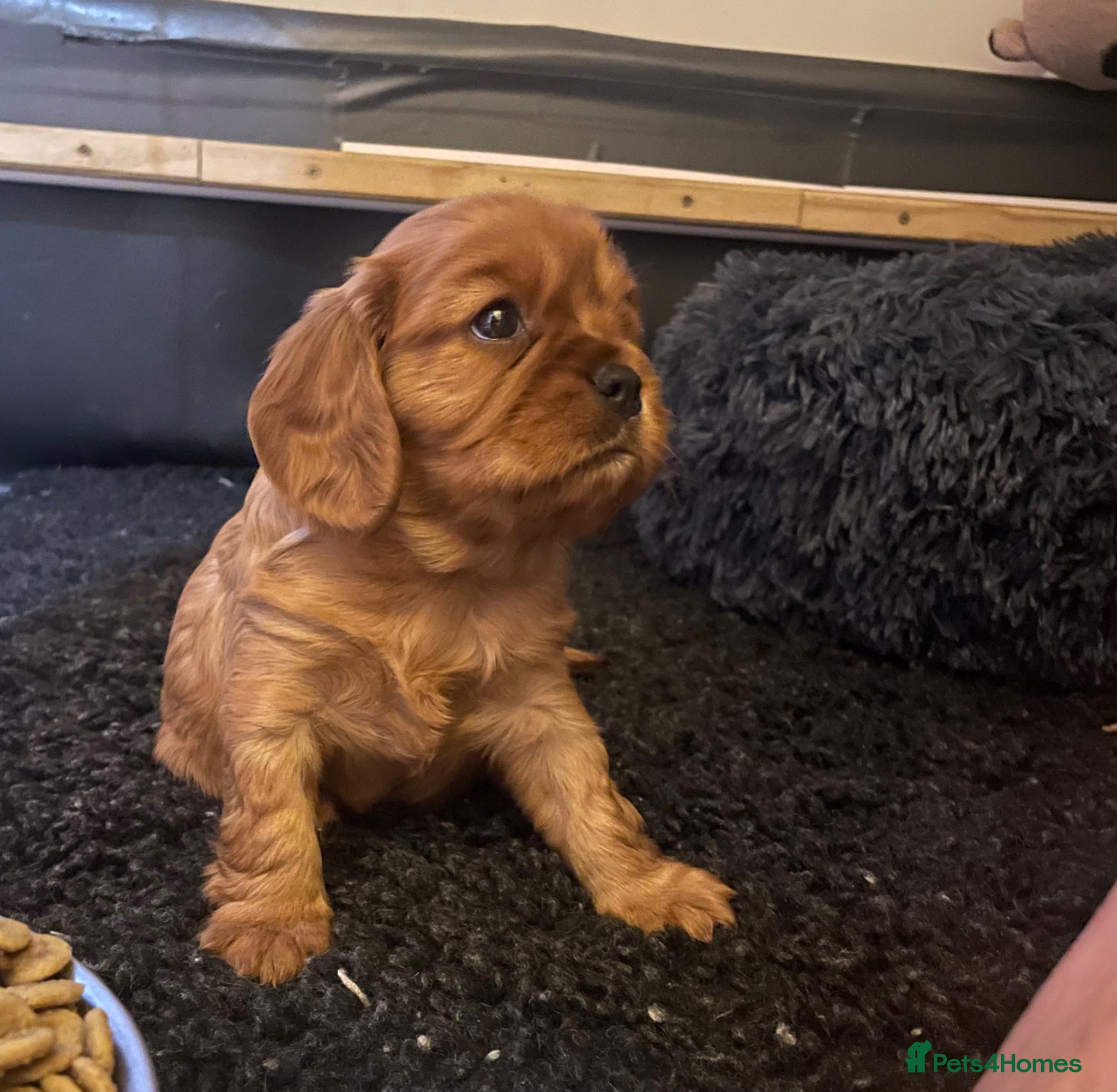 Cavalier King Charles Spaniel dogs King Charles cavalier babies  - Advert 2