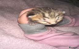 Bengal cats for sale: Stunning bengal x bsh kittens  - Advert 23