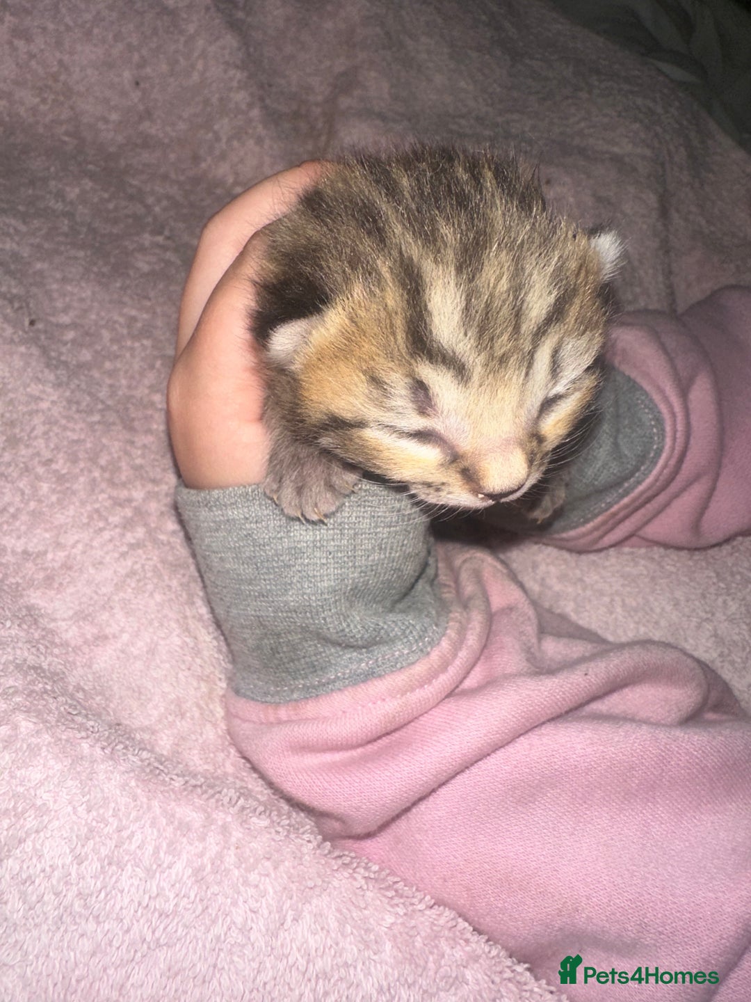 Bengal cats for sale: Stunning bengal x bsh kittens  - Advert 23