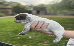 English Springer Spaniel dogs for sale: Spaniel puppies - Image 5