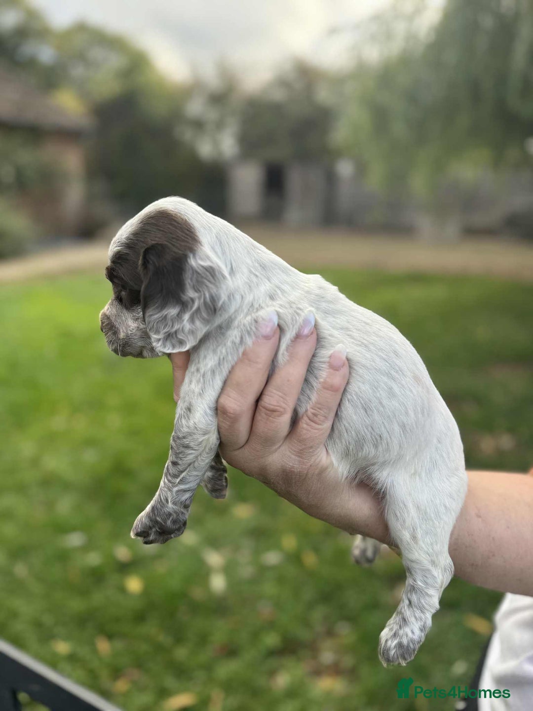 English Springer Spaniel dogs for sale: Spaniel puppies - Image 5