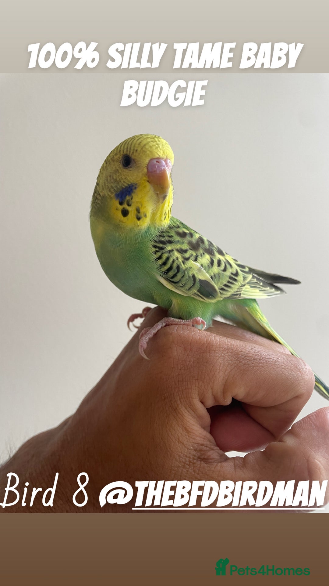 Budgerigars birds for sale: 100% SILLY TAME BABY BUDGIES - Advert 8