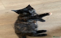 Mixed Breed cats for sale: Two girls and a boy Kuril bobtail mix - Image 3