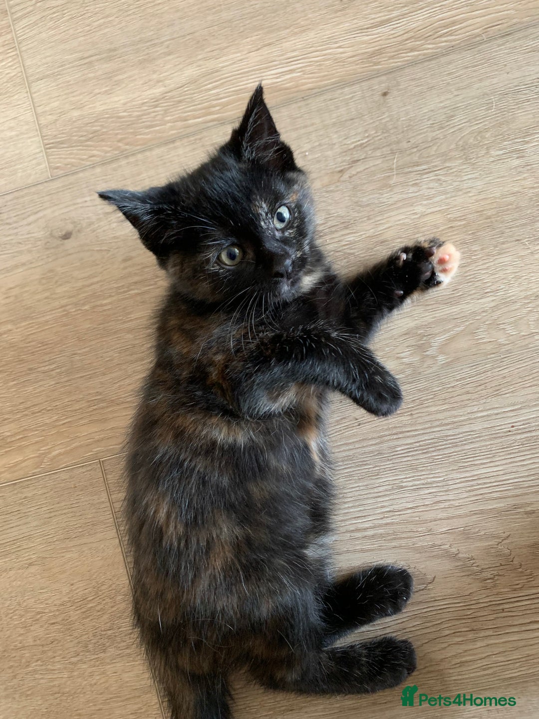 Mixed Breed cats for sale: Two girls and a boy Kuril bobtail mix - Image 3