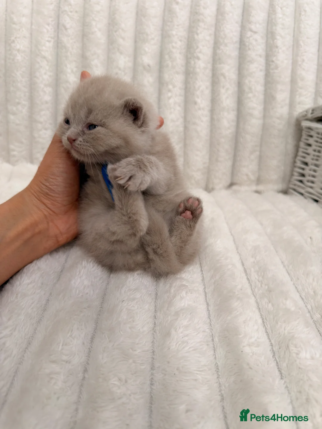 British Shorthair cats for sale: 🤍 British Shorthair Kittens | Pet Homes Only 🤍 - Advert 18