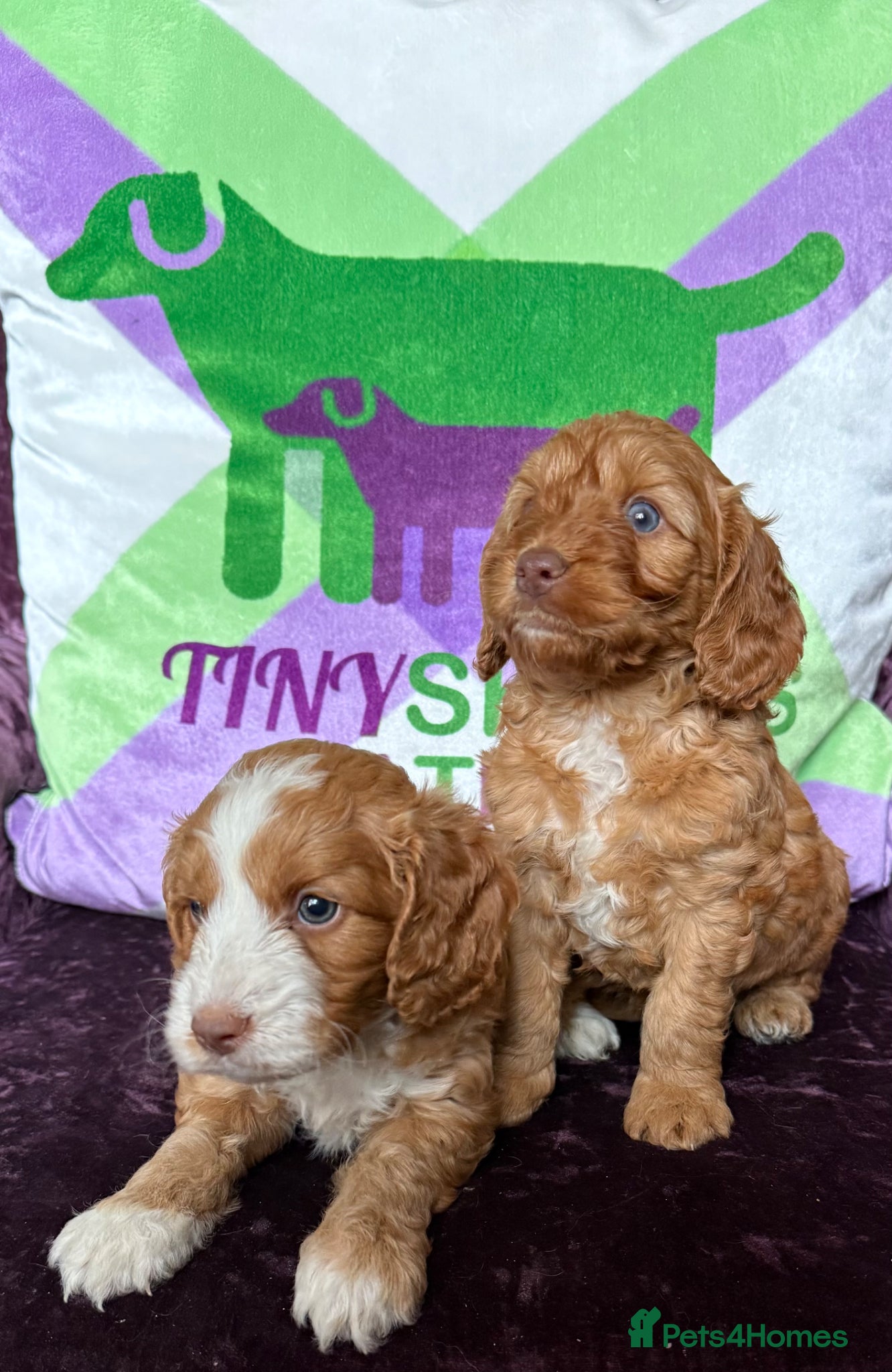 Cockapoo dogs F1 fox red mini cockapoos 30 dna health tested clr - Advert 1