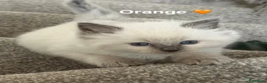 Ragdoll Kitten 3