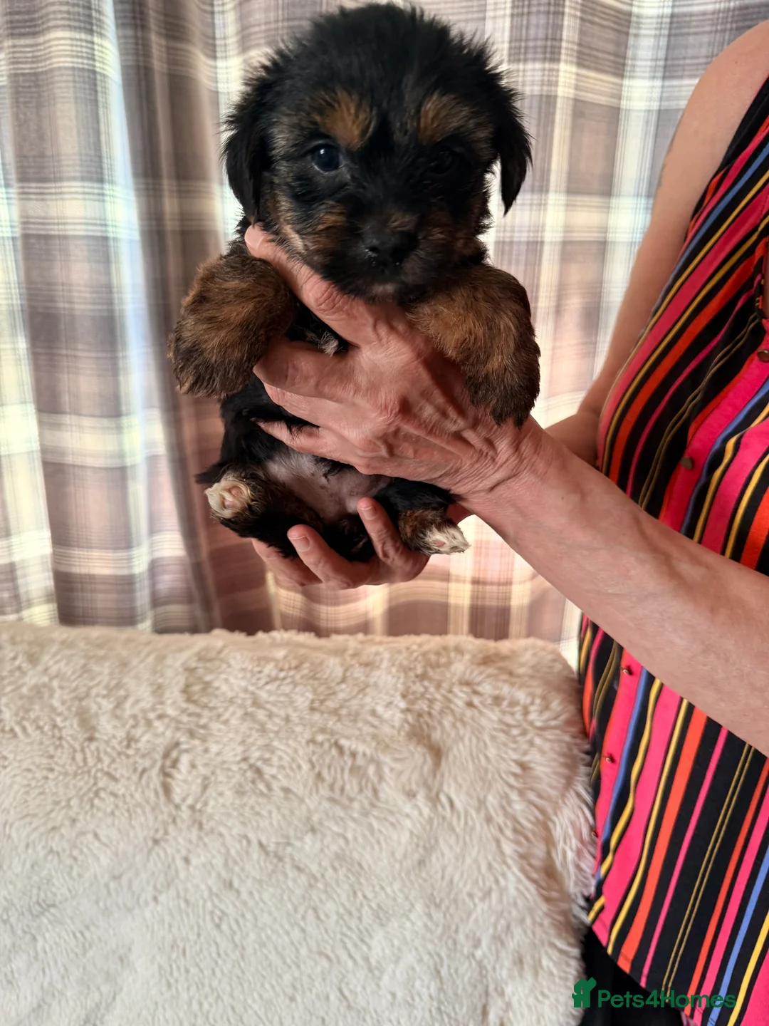Yorkshire Terrier dogs for sale: Yorkshire terrier puppies  - Advert 2