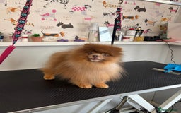 Pomeranian dogs for stud: Lilac and orange tan teddy Bear🪻🍊 - Image 7