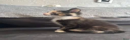 Domestic Shorthair cats for sale: 4 Adorable Domestic Shorthair Kittens - Advert 39