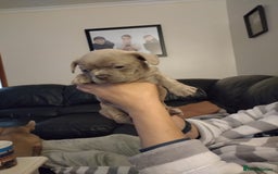 French Bulldog dogs for sale: Healthy and great looking litter. KC registered. - Image 5