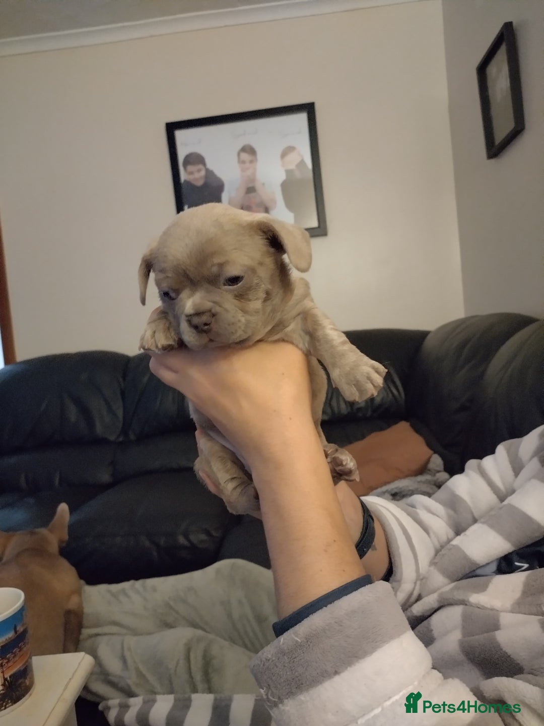 French Bulldog dogs for sale: Healthy and great looking litter. KC registered. - Image 5