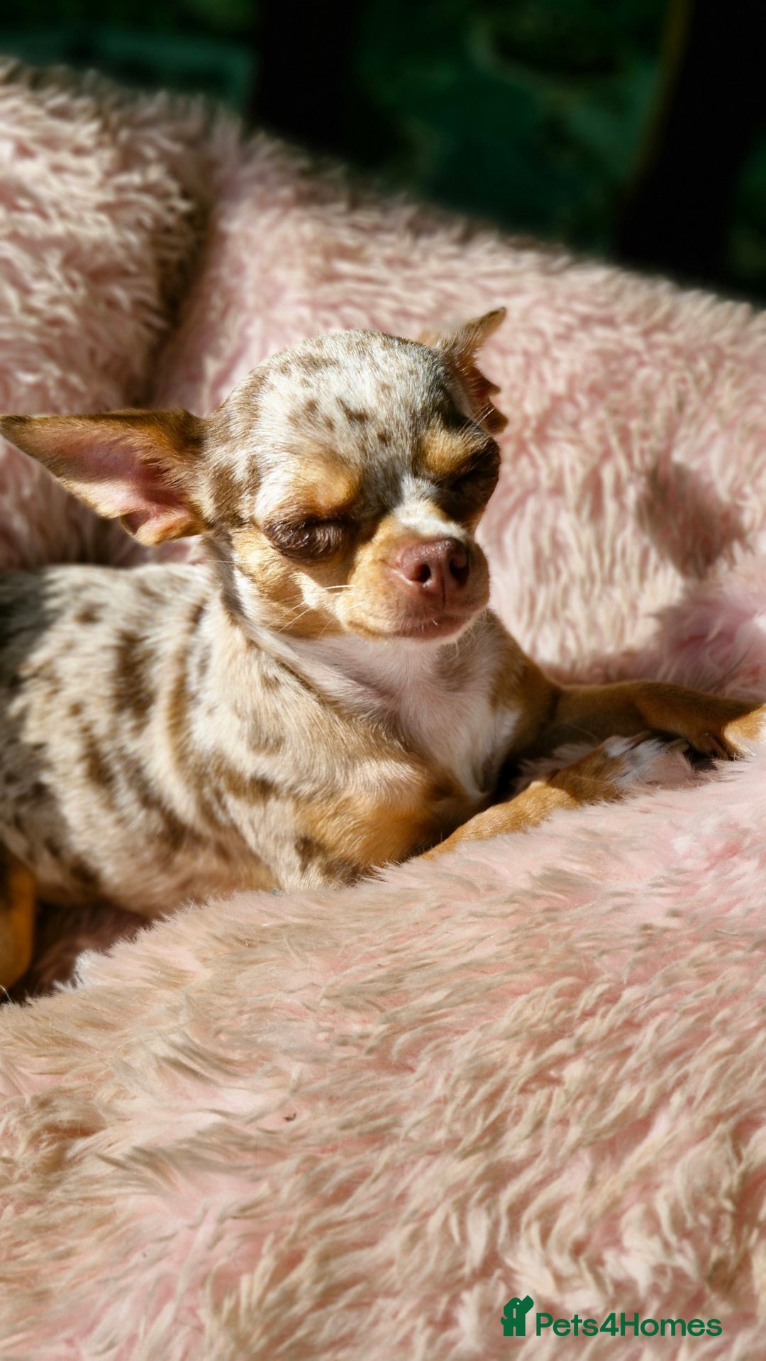 Chihuahua dogs for sale: 🐶READY TO LEAVE🐶 LAST ONE Tiny Chihuahua Puppies - Advert 18