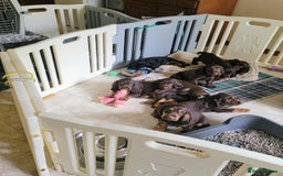 Field Spaniel dogs for sale: Field Spaniel Puppies for Sale – Lovable & Ready! - Image 9