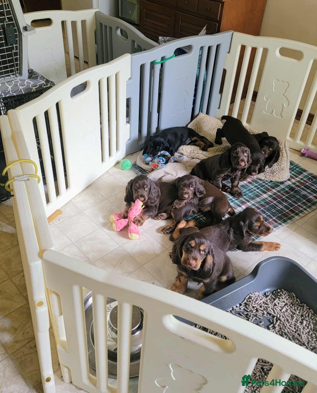 Field Spaniel dogs for sale: Field Spaniel Puppies for Sale – Lovable & Ready! - Image 9