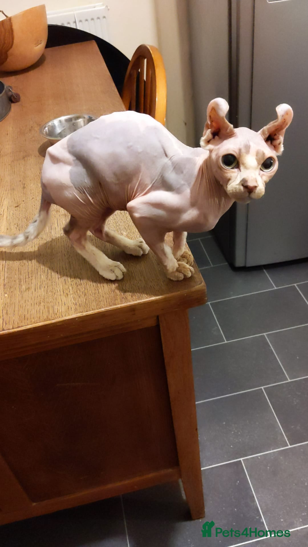 Sphynx cats for sale: Elf Sphinx  - Image 3