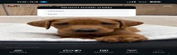 Labrador Retriever dogs for sale: Fox Red Lab For Sale in Middlewich - Advert 6