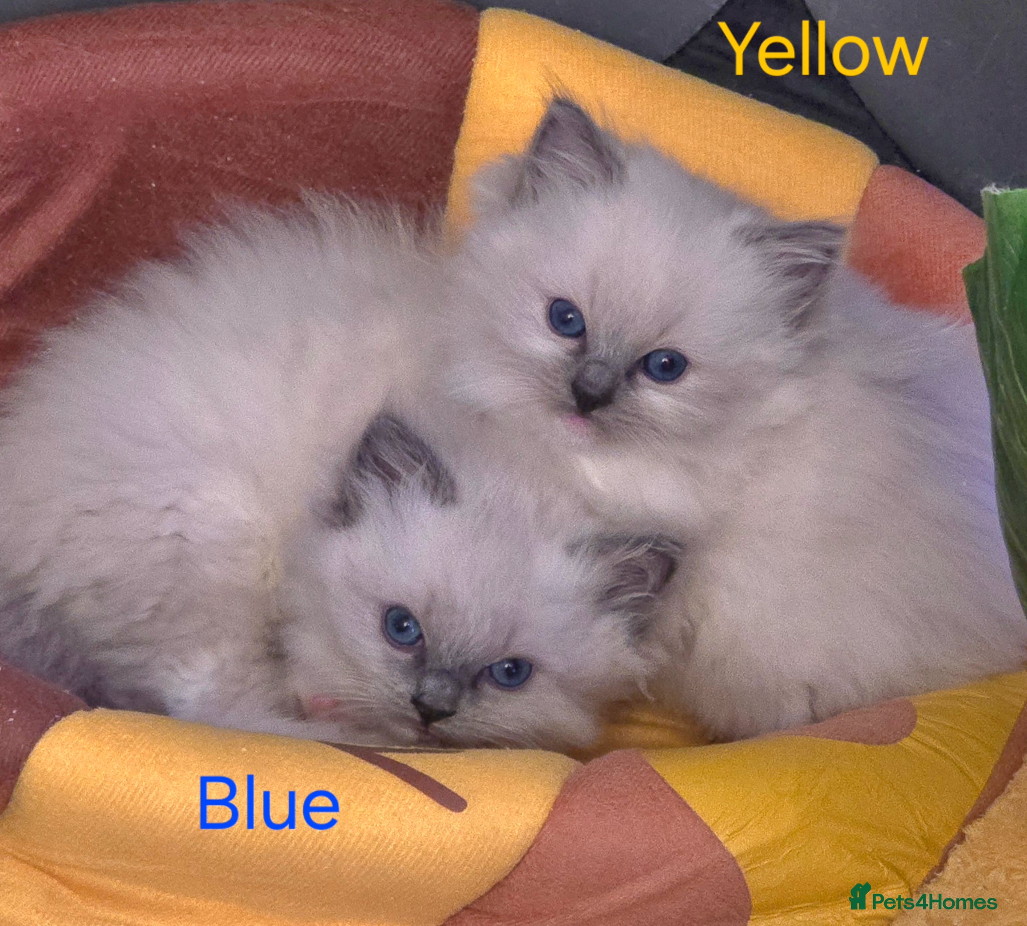 Ragdoll cats ✨ Purrfectly Plush Paws: GCCF Registered Ragdolls✨ - Advert 10