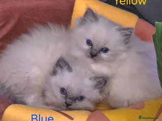 Ragdoll cats ✨ Purrfectly Plush Paws: GCCF Registered Ragdolls✨ - Advert 10