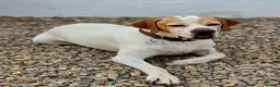 Pointer dogs for adoption: Jojo - English Pointer boy  - Advert 2