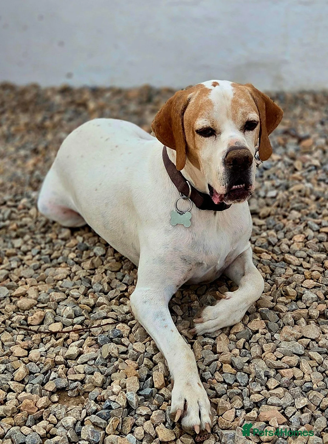 Pointer dogs for adoption: Jojo - English Pointer boy  - Advert 2
