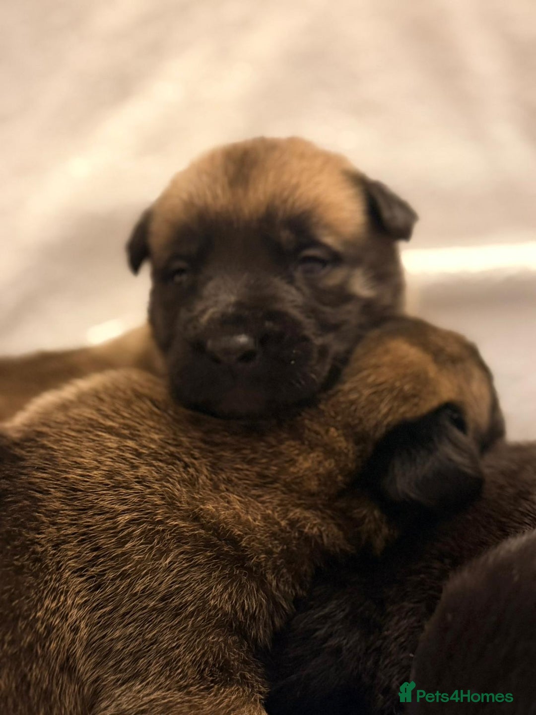 Belgian Shepherd Dog dogs for sale: Top working bloodline belgian malinois puppies - Advert 7