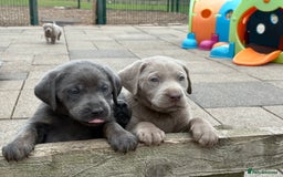 Labrador Retriever dogs for sale: Gorgeous KC Silver & Charcoal Labs - Image 1