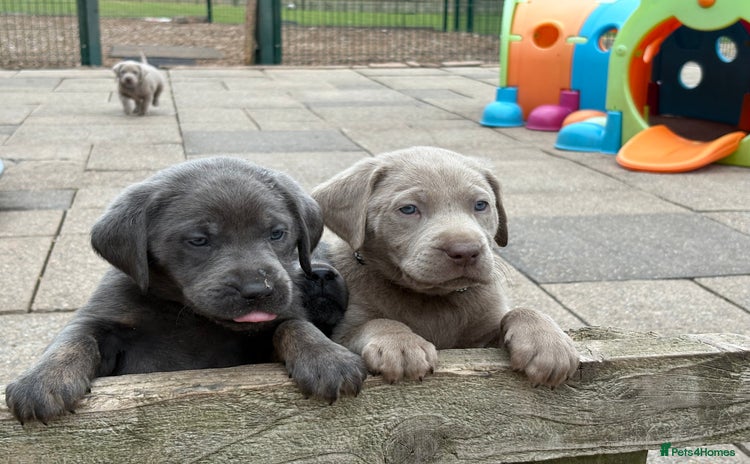 Labrador Retriever dogs - Advert 5